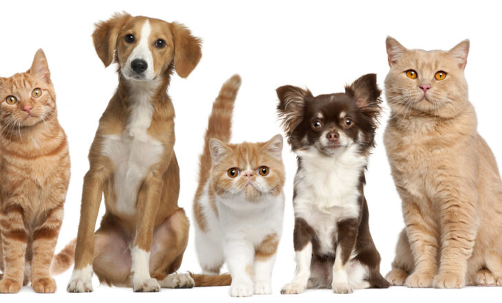 Projekt ustawy o chipowaniu psów i kotów w Sejmie